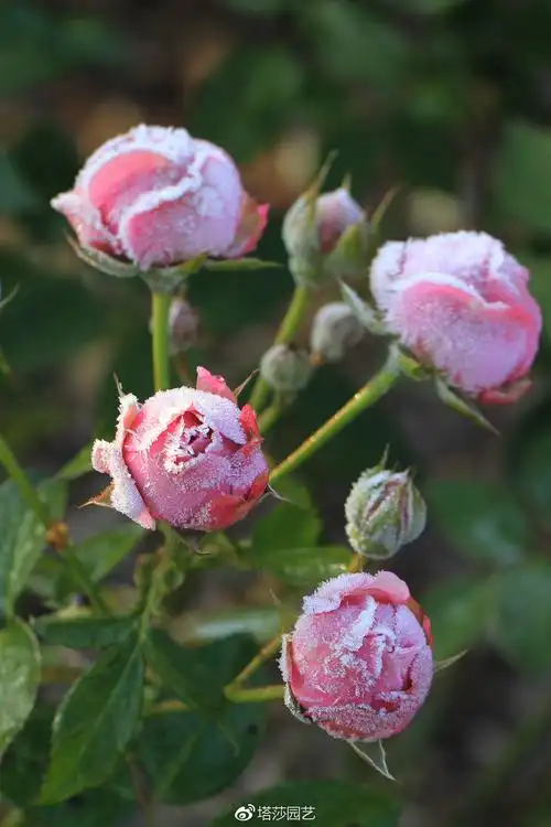 紫雾泡泡 rosa misty bubbles