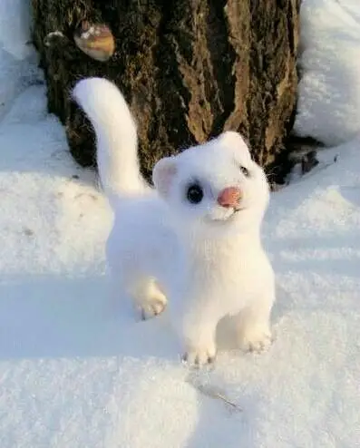 冬夏套装全集——伶鼬 仰信屹