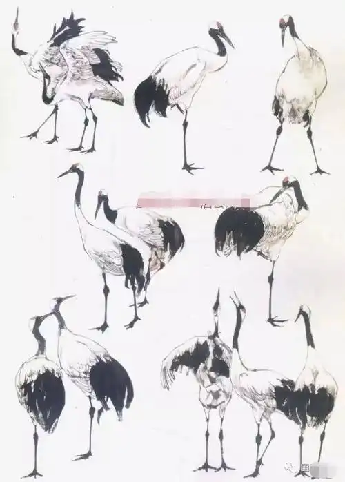 怎么画丹顶鹤,仙鹤的各种姿态详解,国画仙鹤画法步骤大全
