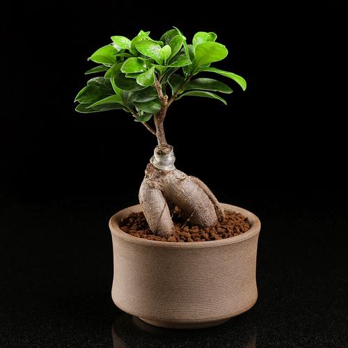 小叶人参榕树盆i景老桩多肉植物盆栽绿植室内防辐射组合肉肉花卉