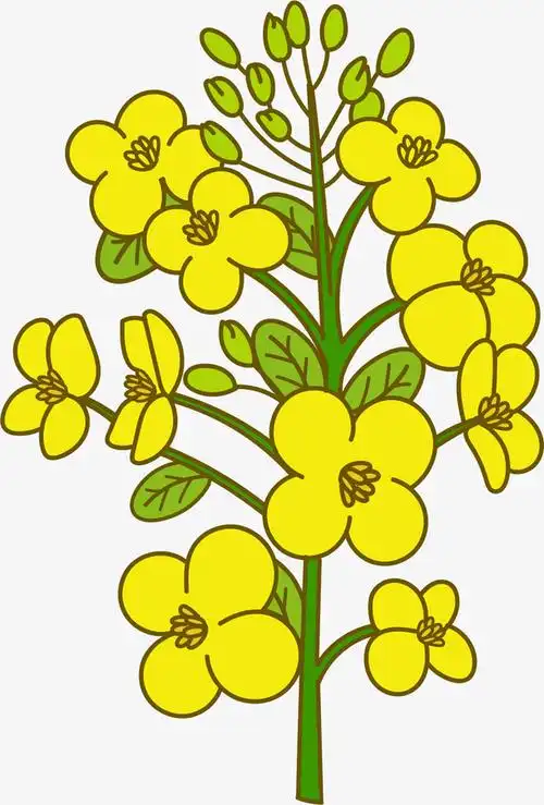 迷你矢量卡通油菜花