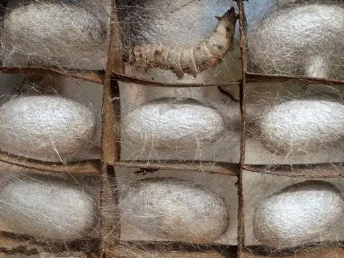 城市里少见的蚕宝宝是每个农村孩子快乐的童年记忆豫记