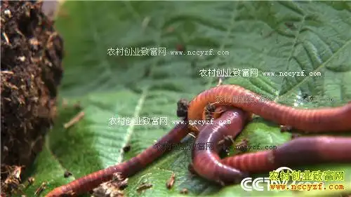 [致富经]山东高青女博士法月萍牛粪养蚯蚓实现财富梦想(3)_养殖致富经