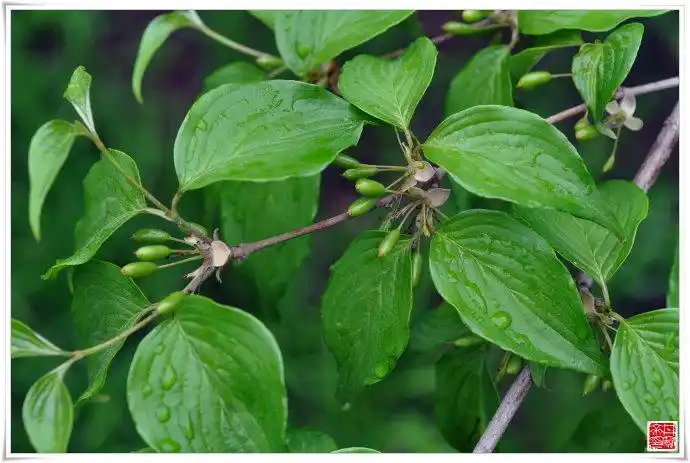 山茱萸科山茱萸的风采