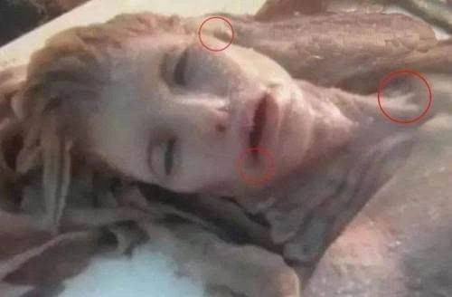 世界上真的有美人鱼存在吗