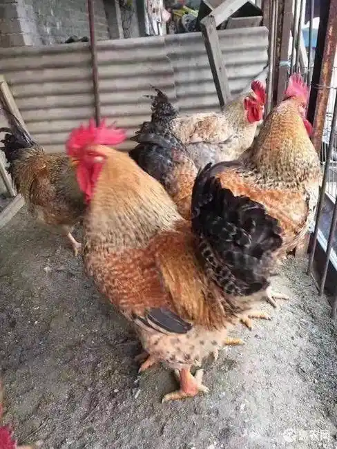 金芦花鸡苗,大快型,厂家直销