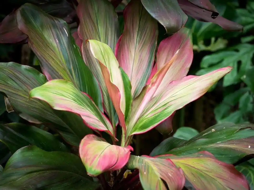 朱蕉园艺观赏品种可真好看,和竹蕉有很大差别,别买错了