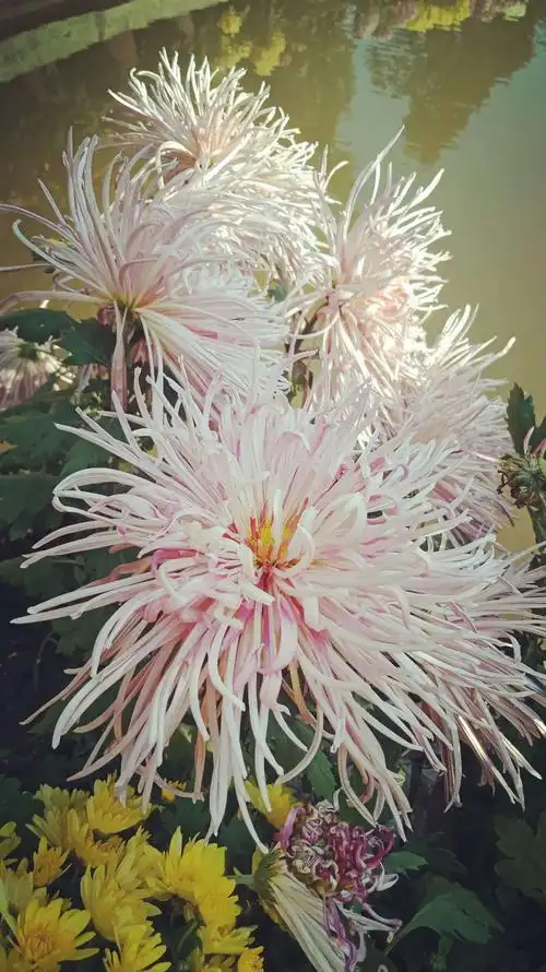 菊花真是千姿百态,有的像一个个花仙子,在风中翩翩起舞.