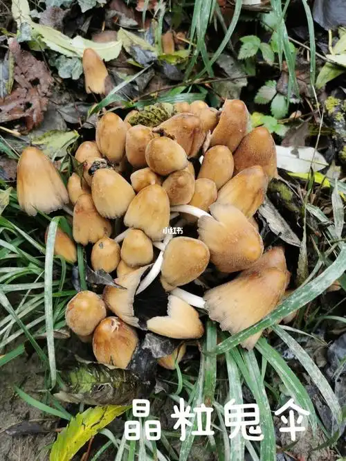 野生菌  #野生蘑菇  #蘑菇  #毒蘑菇  #采菌子  #小蘑菇  #鬼伞