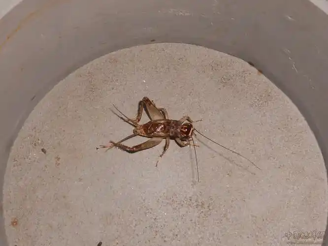 百坏一好的蛐蛐