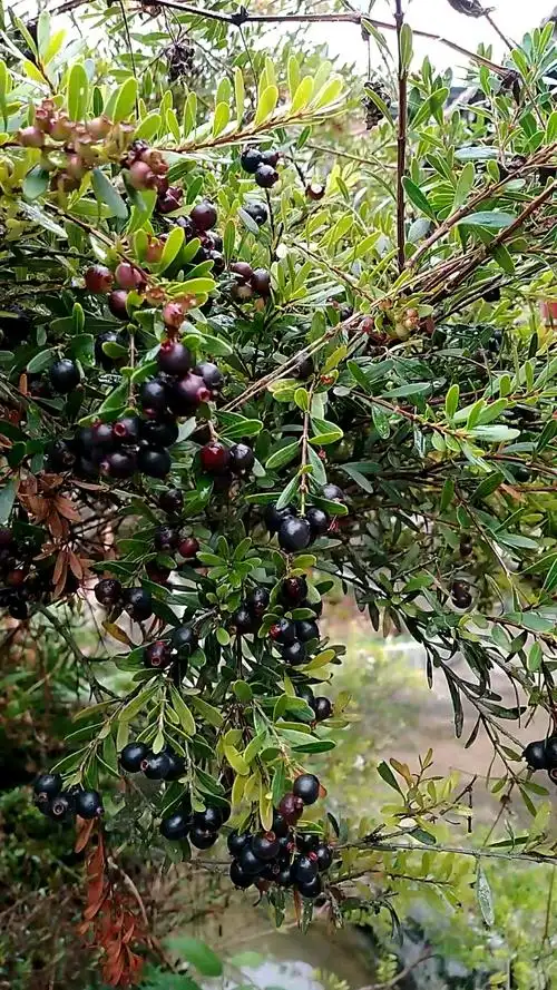 深秋了,山上许多野果成熟了,这种野果你认识吗?