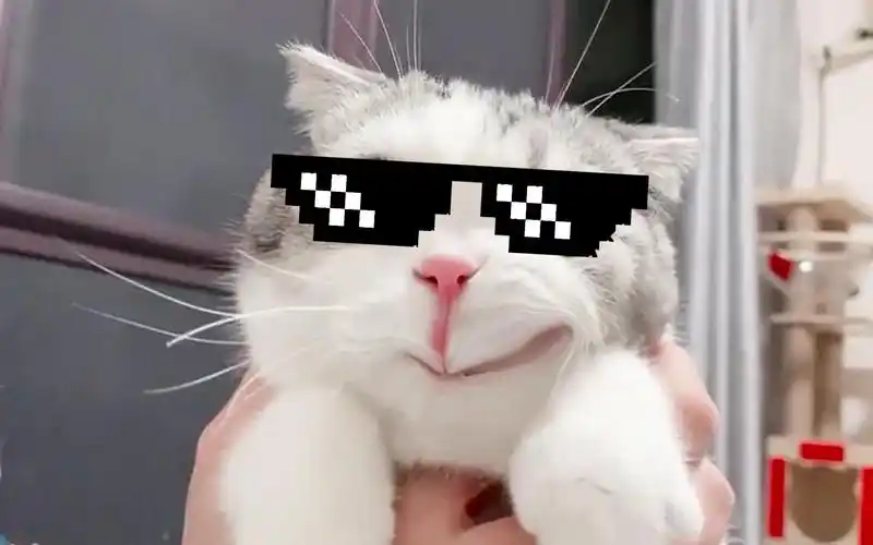 可爱破防,歪嘴喵王