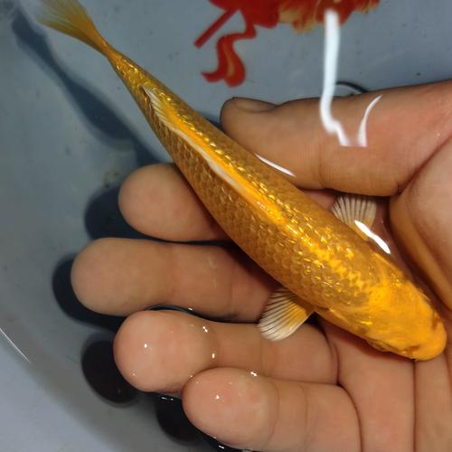 冷水淡水观赏鱼锦鲤鱼活鱼金鱼小型淡水好养红鲤鱼纯种小锦鲤鱼苗