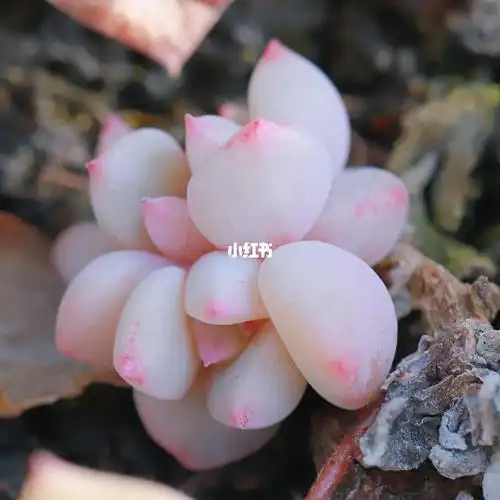 杂交多肉阿尔巴佳人鬼魅2224立春