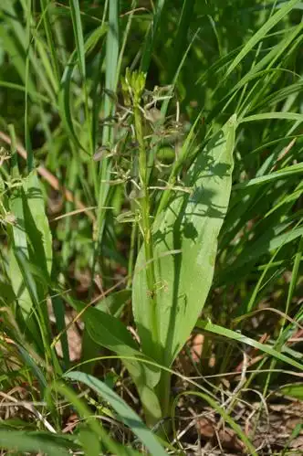 认识延庆植物-羊耳蒜