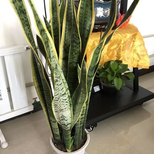 银脉虎尾兰怎么养 - 浮光百科知识