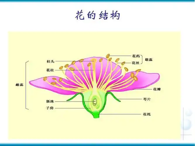 果实的结构与类型1ppt_word文档在线阅读与下载_无忧文档