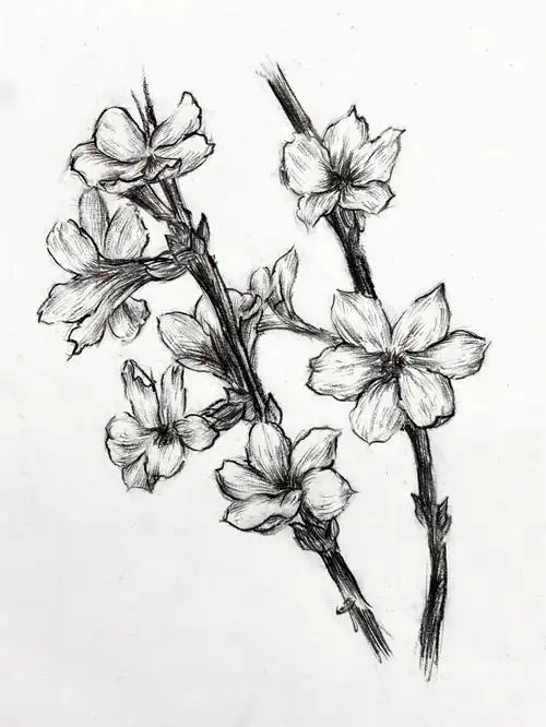 迎春花炭笔线描示范教程