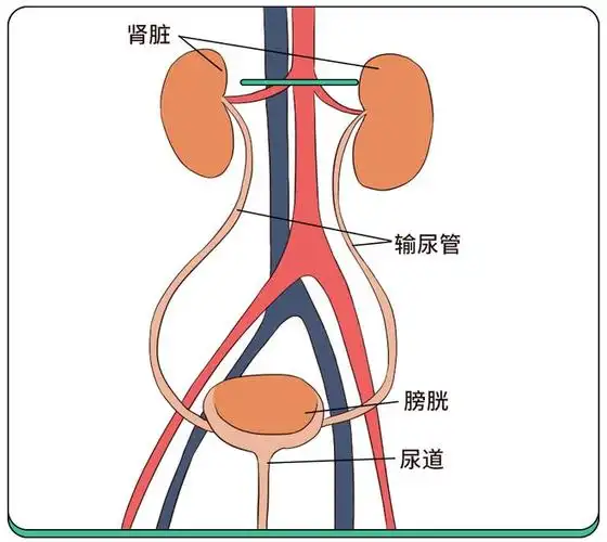 肾脏就是"排污站",每天负责清除体内的废物,再通过输尿管,膀胱,尿道
