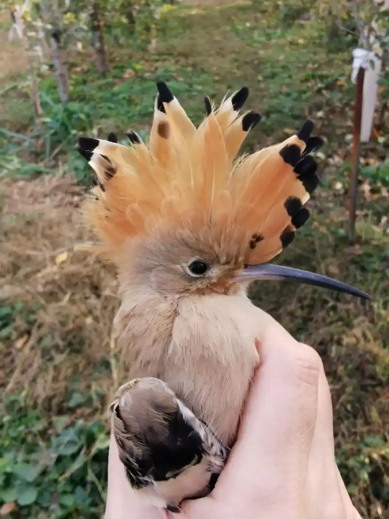 戴胜是吉祥鸟,遇到它预示着吉祥 - 抖音