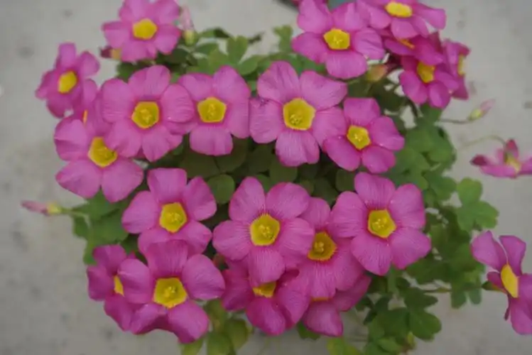 今日份无标签酢浆草