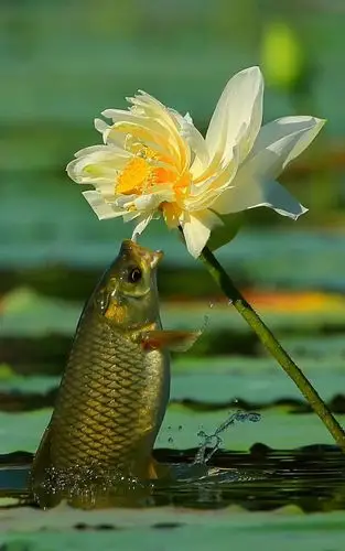 三军司令的鱼吃荷花照片集锦