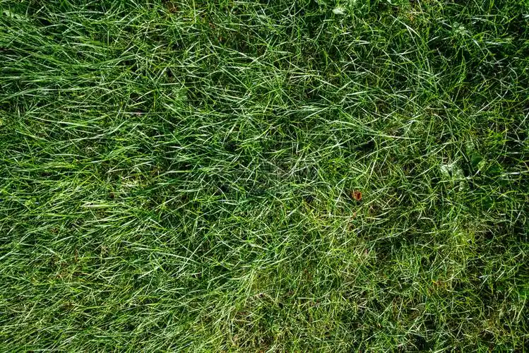 绿色草本底顶层视野绿色草质