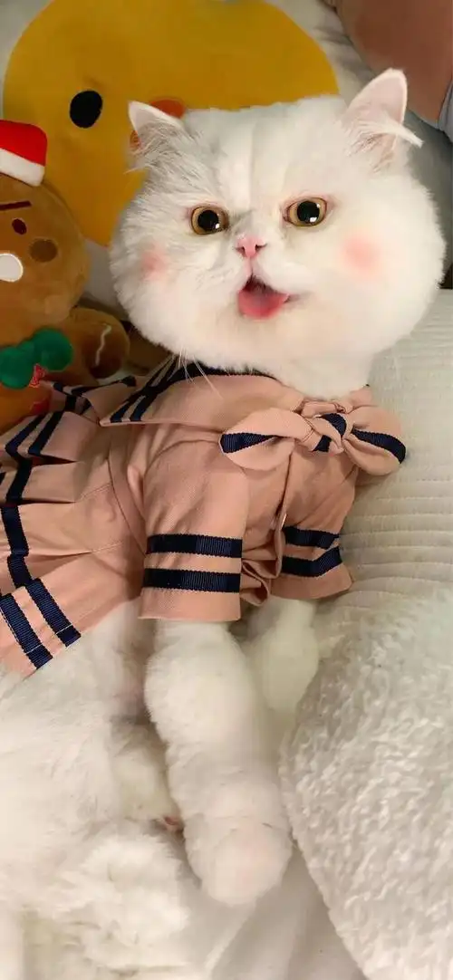 超级好看的腮红猫球球子壁纸!