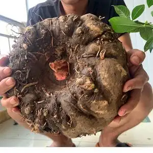 贵州生魔芋新鲜个头大现挖大个正宗制做豆腐原料鬼磨芋包邮魔芋果