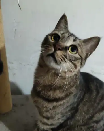 原创狸花猫智商真不高吗这五种表现能证明它们的聪明没人发现罢了