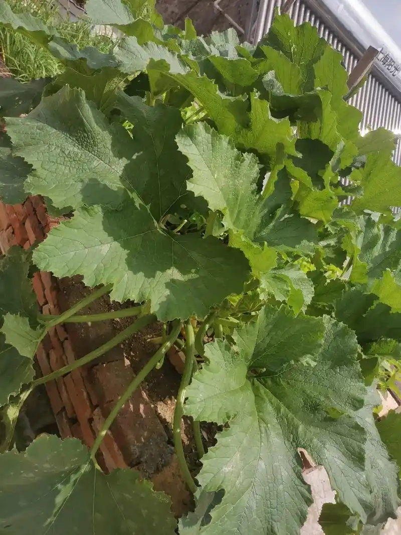 抱着试试心态,种植了两棵西葫芦瓜苗,越长越旺盛,不过刚开始结 - 抖音