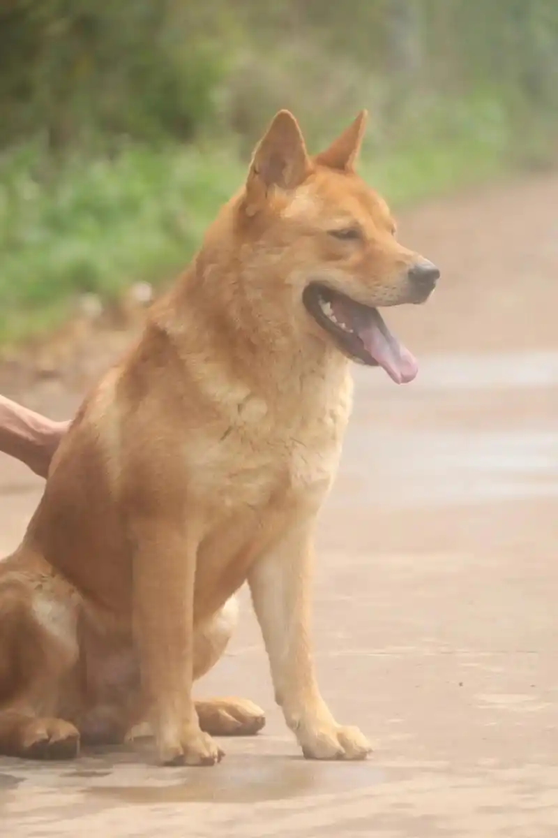 它好像知道自己很帅很酷.八个月大的广西土猎犬(豆豆) #中华 - 抖音
