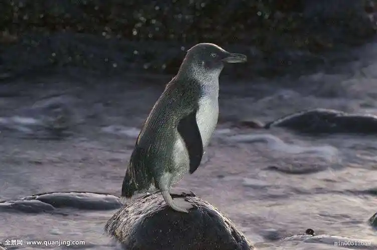 通过叫声找到自己的丈夫,并吐出储存在胃里的食物来喂食小企鹅