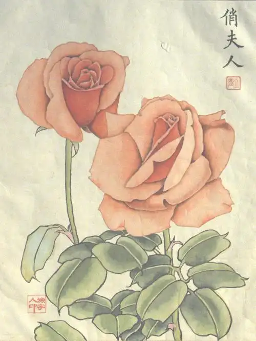 花卉女王月季花工笔画小品