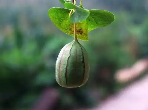 中文学名 马兜铃 拉丁学名 aristolochia debilis sieb. et zucc.