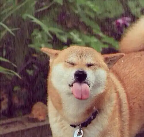 吐舌头～(~▽~～)(～~▽~)