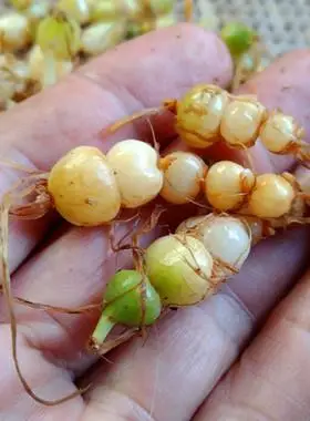 贵州苗家新鲜算盘子 中药材九子连环草苗药咕噜子珍珠七散装500克