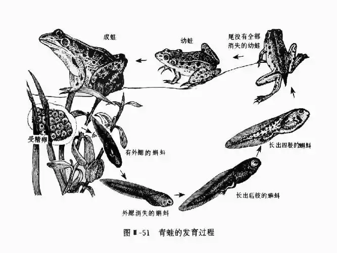 高等动物个体发育下载-生物-21世纪教育网