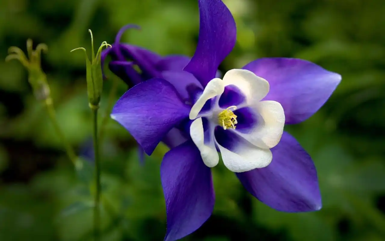唯美,植物,高清,清新 小清新猫爪花唯美高清桌面壁纸,文艺清新猫爪花
