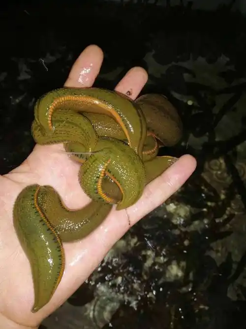 童年噩梦水蛭你家乡如何称呼水蛭