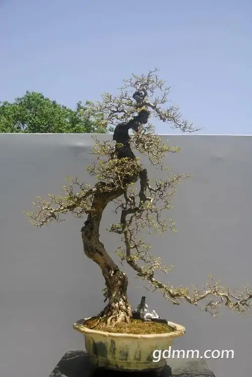 茂名佬观赏北京北海公园岭南盆景名家精品展