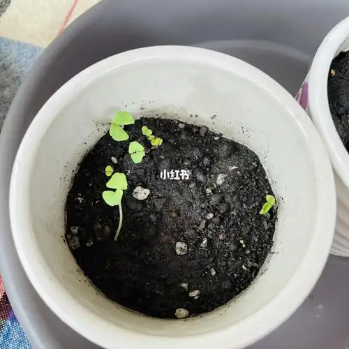 鼠尾草宝宝进一步长大了