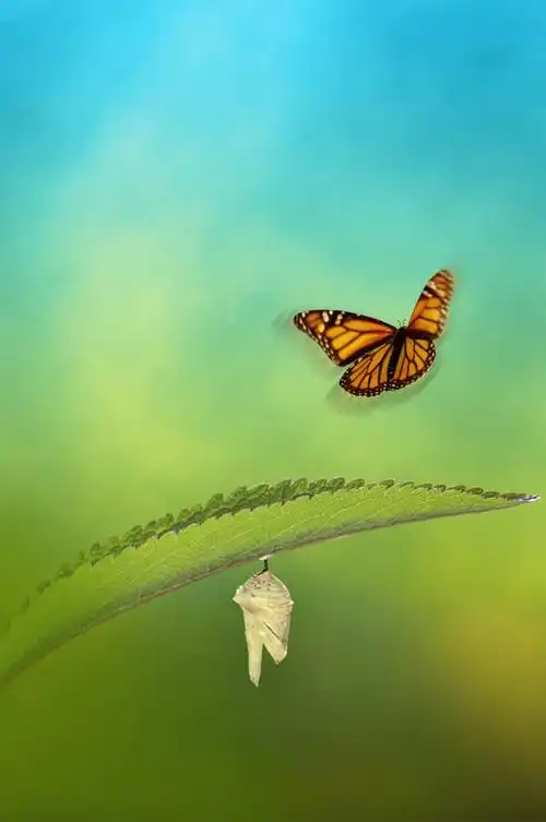 无人,竖图,室外,白天,正面,旅游,度假,美景,植物,蝴蝶,叶子,飞翔,伸展