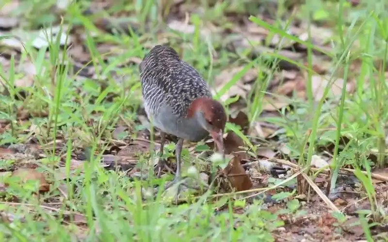 蓝胸秧鸡专业叫声灰胸秧鸡大秧鸡蓝腹秧鸡草地上觅食