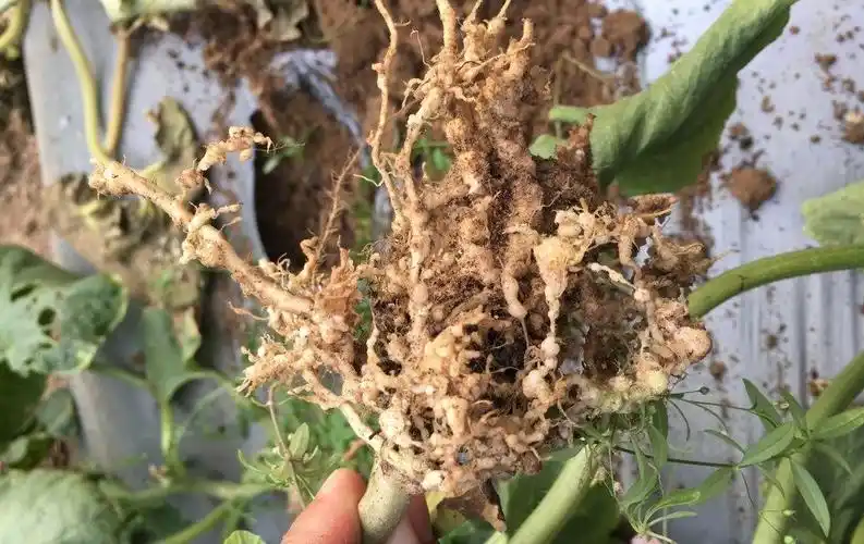 根结线虫主要以成虫,幼虫危害植物的根部,并分泌大量激素类物质,造成