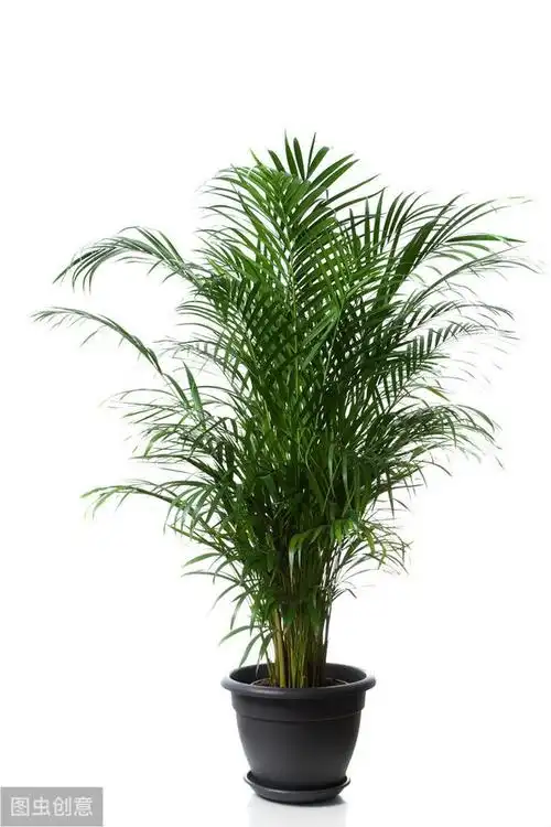 散尾竹的养殖方法和注意事项-5个技巧教你养到2米高-正解