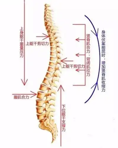 脊椎梳理加盟-婴儿要不要睡枕头?脊柱的生理弯曲成长史告诉你