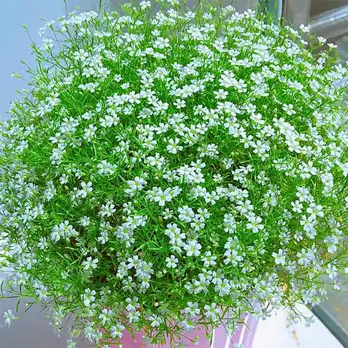 花卉开花室外向日葵太阳花满天星花籽花种