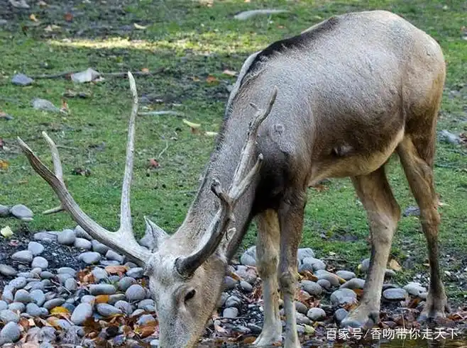 麋鹿,世界珍稀动物,性格非常的温顺