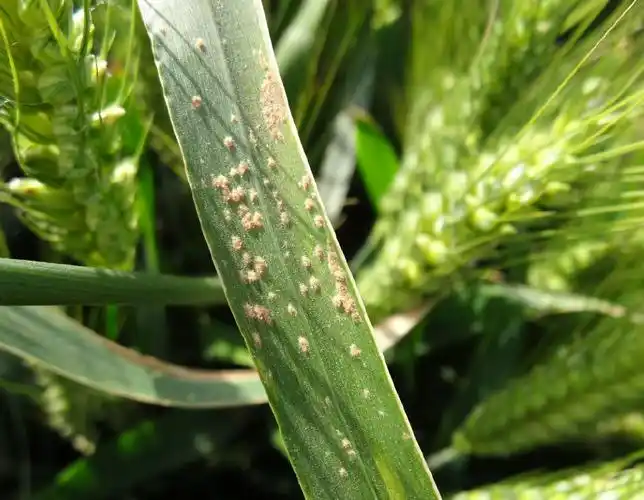 中牟县小麦重大病虫害发生情况及防控技术